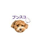 マルプーこはる2（個別スタンプ：12）