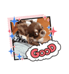 チワワ のあんこちゃんスタンプ 2（個別スタンプ：1）