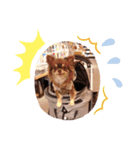 チワワ のあんこちゃんスタンプ 2（個別スタンプ：2）