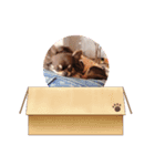 チワワ のあんこちゃんスタンプ 2（個別スタンプ：6）