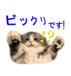 ぐーたら猫のウルのスタンプ（個別スタンプ：3）