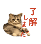 ぐーたら猫のウルのスタンプ（個別スタンプ：4）