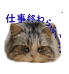 ぐーたら猫のウルのスタンプ（個別スタンプ：5）