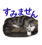 ぐーたら猫のウルのスタンプ（個別スタンプ：6）