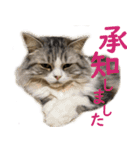 ぐーたら猫のウルのスタンプ（個別スタンプ：7）