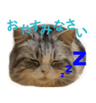 ぐーたら猫のウルのスタンプ（個別スタンプ：8）