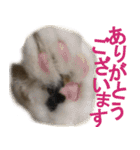 ぐーたら猫のウルのスタンプ（個別スタンプ：10）