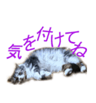 ぐーたら猫のウルのスタンプ（個別スタンプ：13）