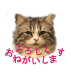 ぐーたら猫のウルのスタンプ（個別スタンプ：14）