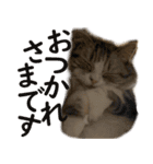ぐーたら猫のウルのスタンプ（個別スタンプ：15）