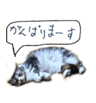 ぐーたら猫のウルのスタンプ（個別スタンプ：16）