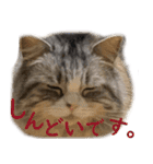 ぐーたら猫のウルのスタンプ（個別スタンプ：17）