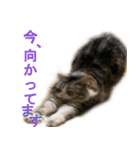 ぐーたら猫のウルのスタンプ（個別スタンプ：19）