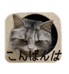 ぐーたら猫のウルのスタンプ（個別スタンプ：20）