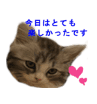 ぐーたら猫のウルのスタンプ（個別スタンプ：21）