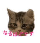 ぐーたら猫のウルのスタンプ（個別スタンプ：22）