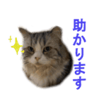 ぐーたら猫のウルのスタンプ（個別スタンプ：23）