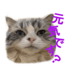 ぐーたら猫のウルのスタンプ（個別スタンプ：24）