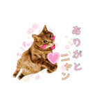 わんぱくわんにゃん物語。（個別スタンプ：1）
