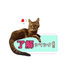 わんぱくわんにゃん物語。（個別スタンプ：4）