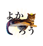 わんぱくわんにゃん物語。（個別スタンプ：7）
