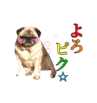 わんぱくわんにゃん物語。（個別スタンプ：12）
