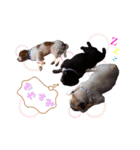 わんぱくわんにゃん物語。（個別スタンプ：14）