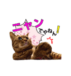 わんぱくわんにゃん物語。（個別スタンプ：15）