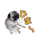 わんぱくわんにゃん物語。（個別スタンプ：17）