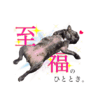 わんぱくわんにゃん物語。（個別スタンプ：20）