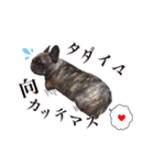 わんぱくわんにゃん物語。（個別スタンプ：22）
