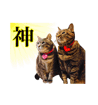 わんぱくわんにゃん物語。（個別スタンプ：23）