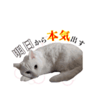 わんぱくわんにゃん物語。（個別スタンプ：24）
