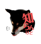 柴犬 黒柴きのこの日常4 大阪弁篇（個別スタンプ：4）