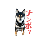 柴犬 黒柴きのこの日常4 大阪弁篇（個別スタンプ：9）