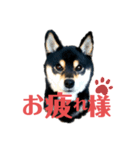 柴犬 黒柴きのこの日常4 大阪弁篇（個別スタンプ：11）