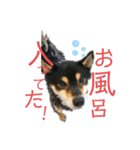 柴犬 黒柴きのこの日常4 大阪弁篇（個別スタンプ：14）