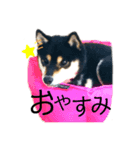 柴犬 黒柴きのこの日常4 大阪弁篇（個別スタンプ：16）