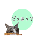 タマの一言 (タマに敬語)（個別スタンプ：11）