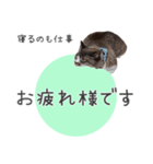 タマの一言 (タマに敬語)（個別スタンプ：27）