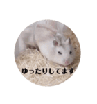 ハムスターのかわいい敬語スタンプ2（個別スタンプ：7）