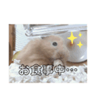 チェリーさん＆レモンくん（個別スタンプ：11）