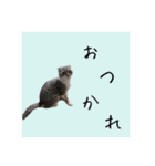Glico  〜complete ver.〜（個別スタンプ：11）