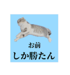 Glico  〜complete ver.〜（個別スタンプ：19）