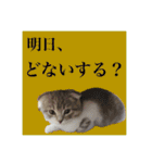 Glico  〜complete ver.〜（個別スタンプ：37）