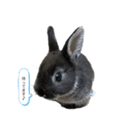 わがやのチョコミント（個別スタンプ：10）
