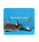わがやのチョコミント（個別スタンプ：33）
