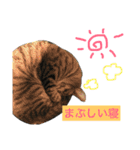 マリーはかわいい寝（個別スタンプ：10）
