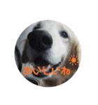 楽しい犬です（個別スタンプ：1）