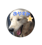 楽しい犬です（個別スタンプ：4）